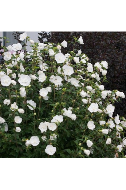 Кущ гібіскуса сирійського Вайт Шифон з рясним цвітінням.